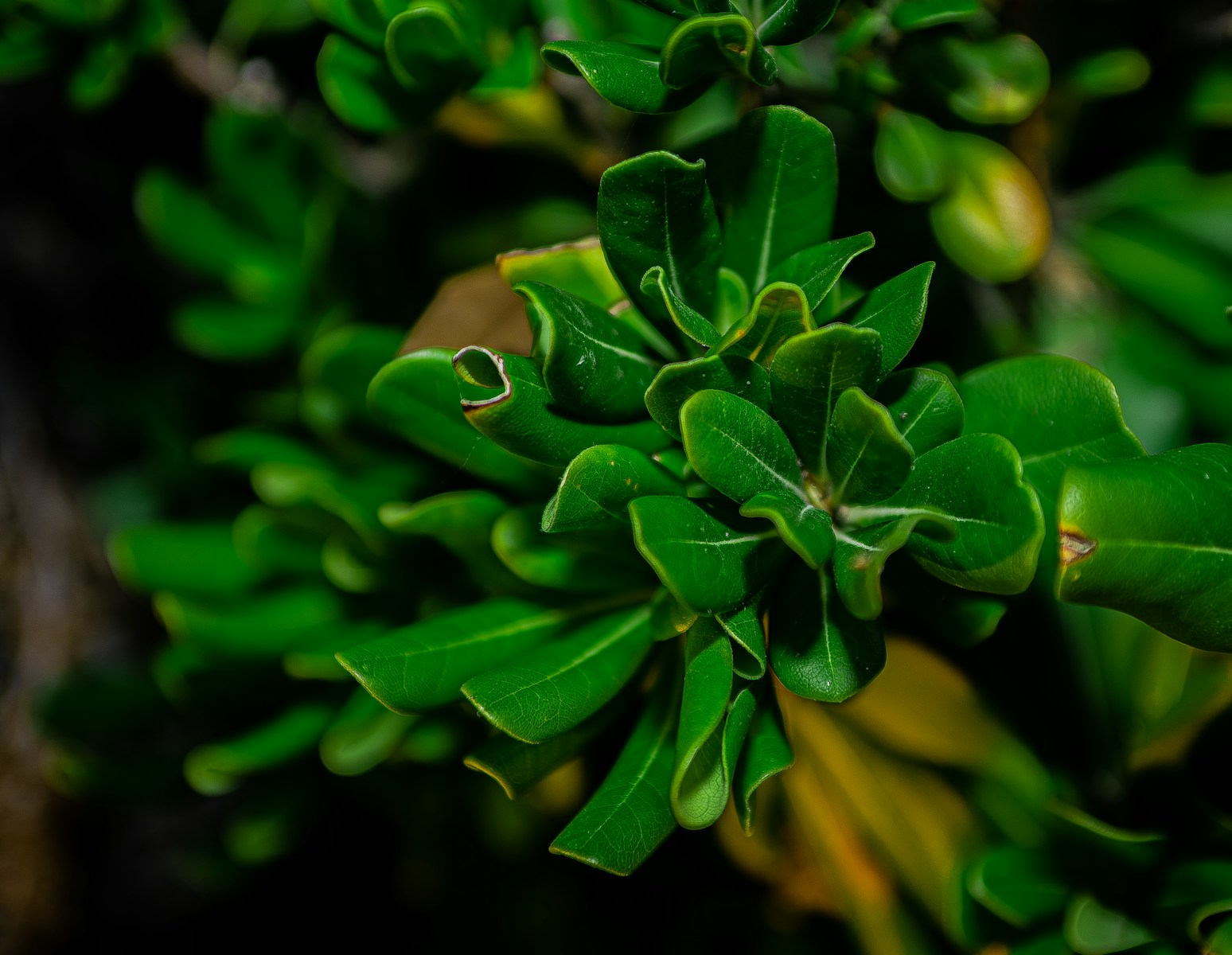 A close up of a plant with green leaves